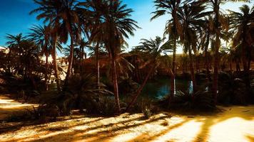 8k ökenoas med palmer och sjö video