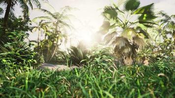 green jungle of Malaysia with sun rays video