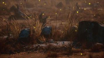 Fireflies above dry grass and stones at sunset video
