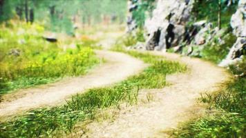 grass field and forest trees video