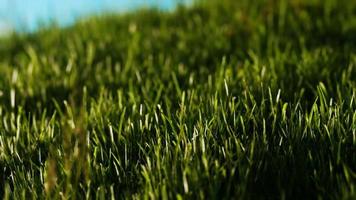 Green fresh grass as a nice background video