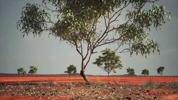 droge Afrikaanse savanne met bomen video