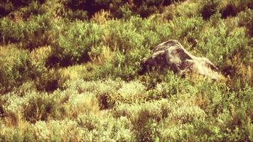 touffes d'herbe séchée sur la lande video