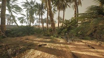 coucher de soleil dans le désert au-dessus de l'oasis avec palmiers et dunes de sable video