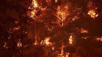 large flames of forest fire at night