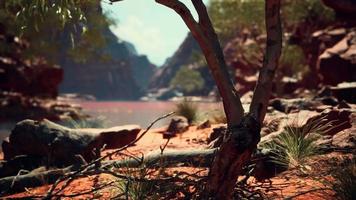 trees near Colorado River in Grand Canyon video