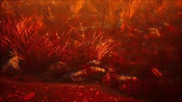 lucioles au-dessus de l'herbe sèche et des pierres au coucher du soleil video