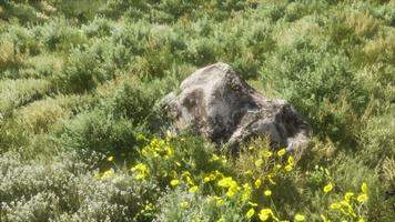 grote rotsen op veld met droog gras video