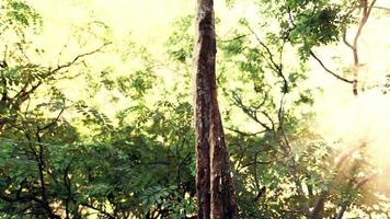 selva tropical nublada y rayos de sol brillantes a través de las ramas de los árboles video