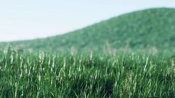 weicher defokussierter Frühlingshintergrund mit einem üppigen grünen Gras video