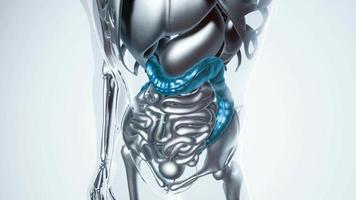 modelo de cólon humano com todos os órgãos video