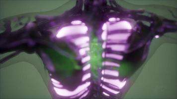 menschlicher Körper mit sichtbarer Lunge video