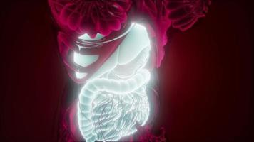 cuerpo humano con sistema digestivo visible video