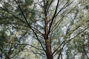 bosque de pinos en el parque nacional de laem son, ranong, tailandia foto