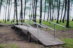 Pine forest in Laem Son national park, Ranong, Thailand photo