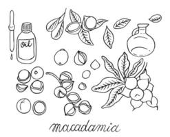 nueces de macadamia dibujadas a mano vector