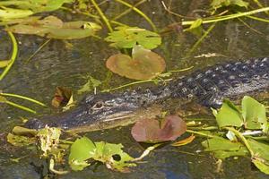 American Alligator in the Swamp photo