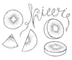 colección dibujada a mano de kiwi por doole de boceto de tinta y pluma vector