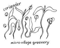 Coriander vector doodle illustration set