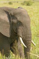 Closeup of an African Elephant Head