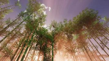 Bamboo Forest Garden photo