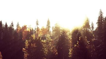 fir trees on meadow between hillsides with conifer forest in fog photo