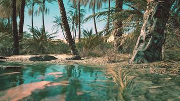 Green oasis with pond in Sahara desert photo