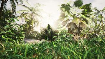 selva verde de malasia con rayos de sol foto