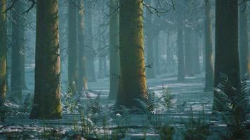 escena de bosque de abetos y hayas neblinosas de invierno foto
