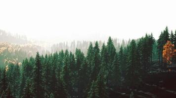 fir trees on meadow between hillsides with conifer forest in fog