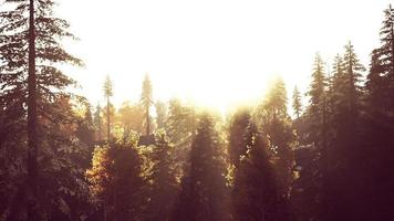 sunlight in spruce forest in the fog on the background of mountains at sunset photo