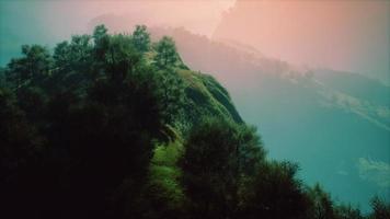 green trees in canyon at sunset with fog photo