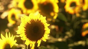 field of sunflowers and sunset photo