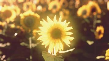 many bright yellow big sunflowers in plantation fields on sunset photo