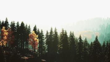 hillside with coniferous forest among the fog on a meadow in mountains photo