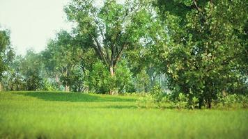 Landscape lawn in a park with trees and fresh grass photo
