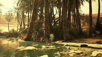 Pond and palm trees in desert oasis photo