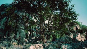 view of lonely tree at rocky cliff photo