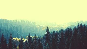 sunlight in spruce forest in the fog on the background of mountains at sunset photo