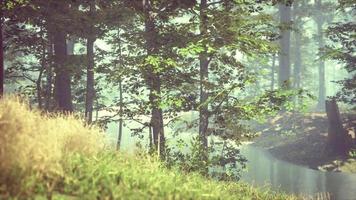 green grass in the forest at sunny summer morning photo