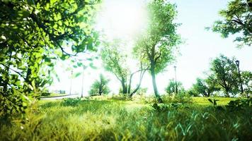 Landscape lawn in a park with trees and fresh grass photo