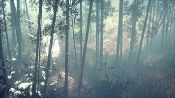 bosque verde de bambú en la niebla de la mañana foto