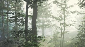 sunlight in the green forest in fog at spring time photo