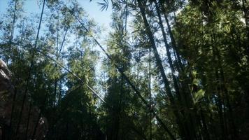 Lanscape of bamboo tree in tropical rainforest, Malaysia photo