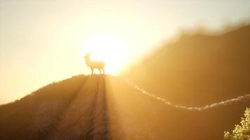 Deer Male in Forest at Sunset photo