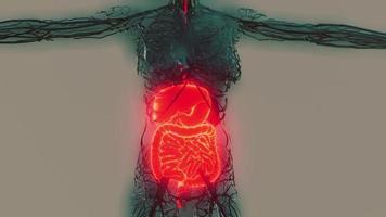 transparent human body with visible digestive system photo