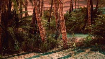 Inside view of the oasis in Tunisia photo