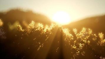 Pine forest on sunrise with warm sunbeams photo