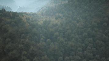 trees on meadow between hillsides with forest in fog photo