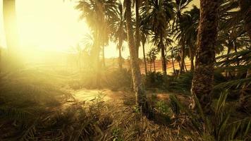 puesta de sol en el desierto sobre el oasis con palmeras y dunas de arena foto